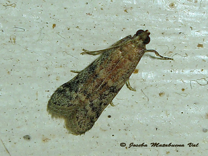 Acrobasis sp. - Pyralidae ?